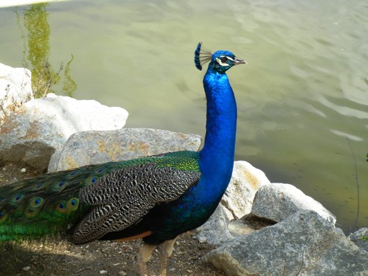 Hello, peacock.