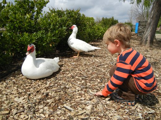 Goodbye, geese.