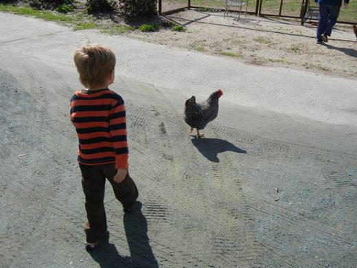 Chicken crossing.