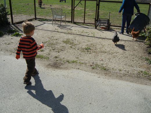 Chicken crossed.