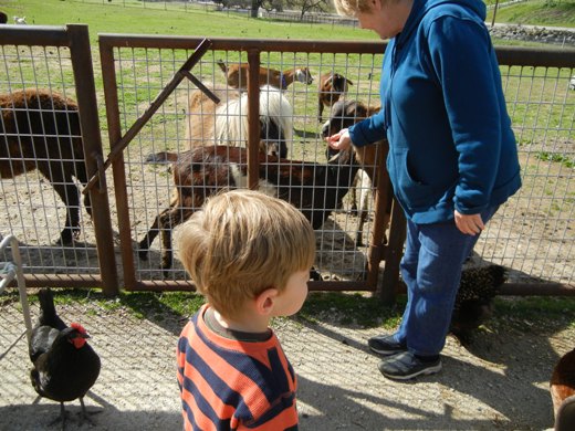 A lot of animals.
